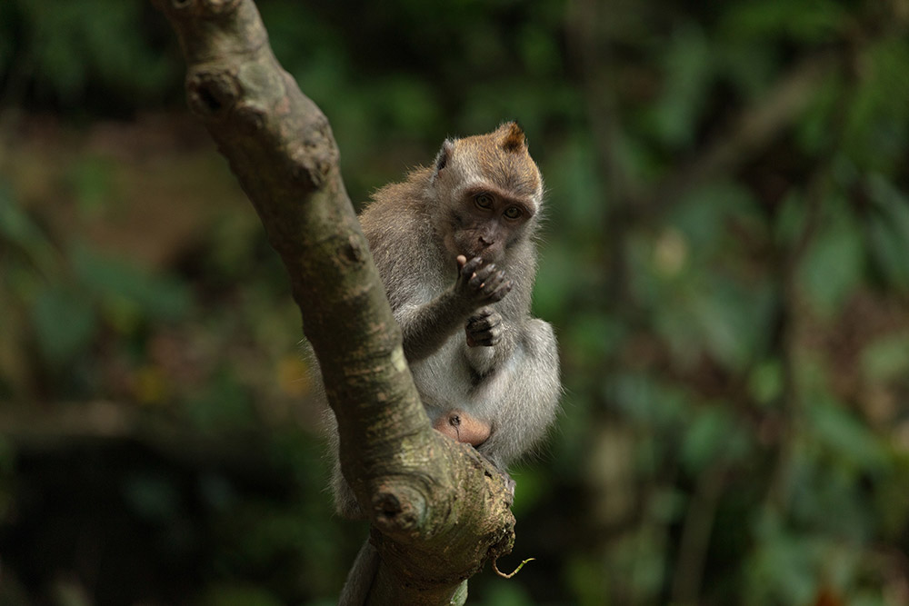 bali-monkey